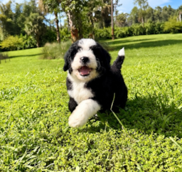 8 week old Mini Bernedoodle Puppy For Sale - Seaside Pups