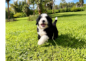 Cute Mini Bernadoodle Poodle Mix Puppy