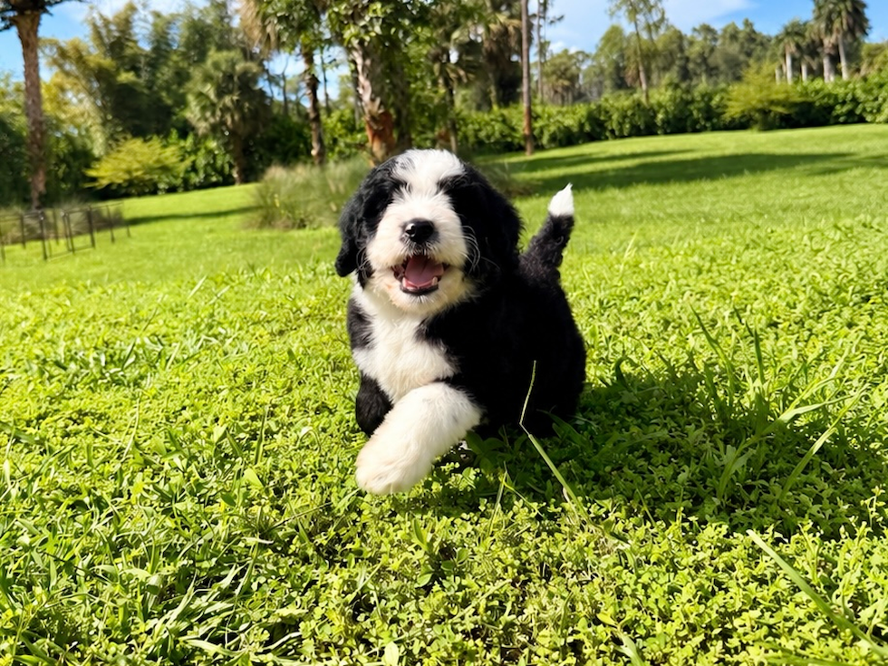 Cute Mini Bernadoodle Poodle Mix Puppy