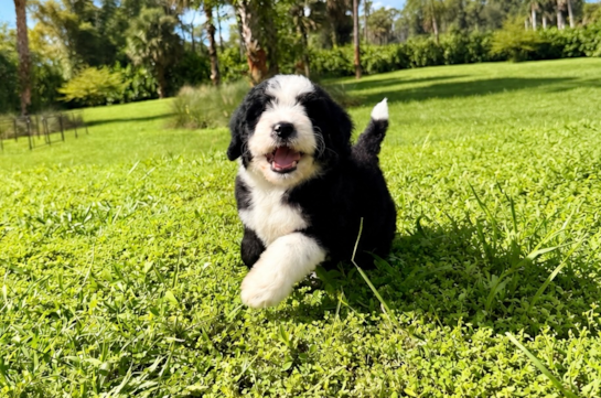 Cute Mini Bernadoodle Poodle Mix Puppy