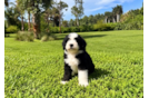 Cute Mini Bernedoodle Baby