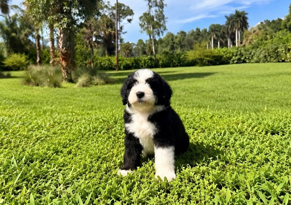 Cute Mini Bernedoodle Baby