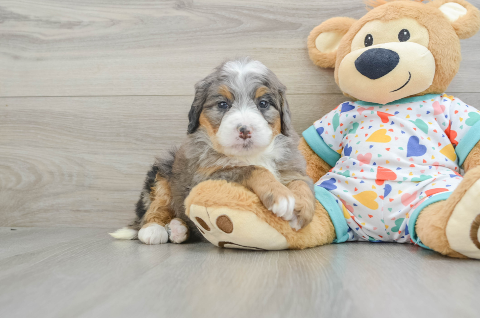 6 week old Mini Bernedoodle Puppy For Sale - Seaside Pups