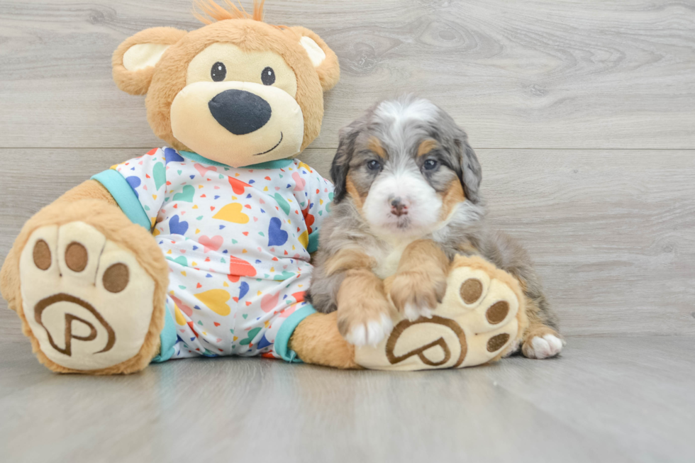 Playful Mini Berniedoodle Poodle Mix Puppy