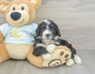 9 week old Mini Bernedoodle Puppy For Sale - Seaside Pups