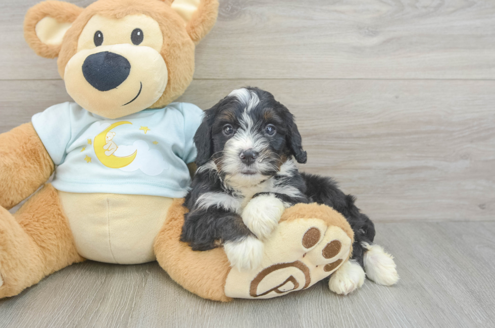 5 week old Mini Bernedoodle Puppy For Sale - Seaside Pups