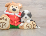 7 week old Mini Bernedoodle Puppy For Sale - Seaside Pups