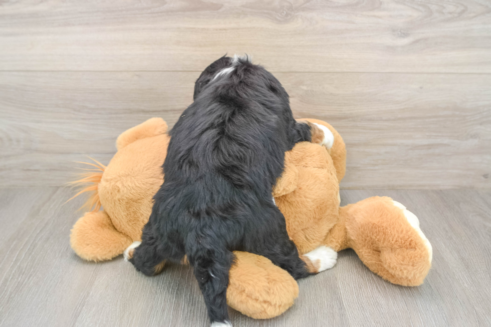 Happy Mini Bernedoodle Baby