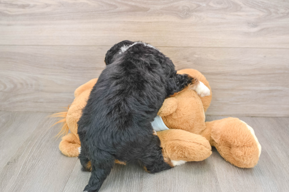 Best Mini Bernedoodle Baby