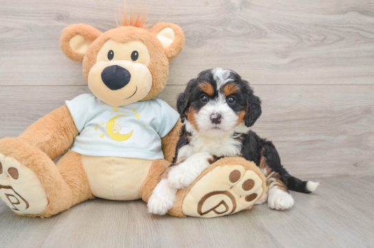 Smart Mini Bernedoodle Poodle Mix Pup