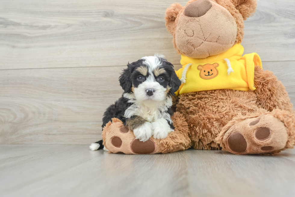 Cute Mini Bernedoodle Baby