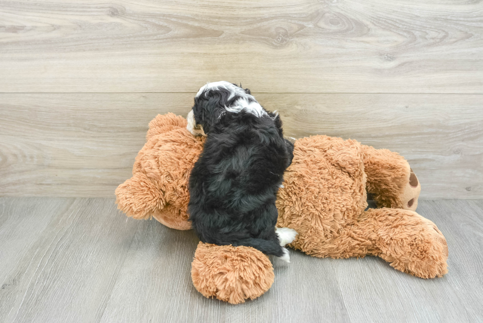 Fluffy Mini Bernedoodle Poodle Mix Pup