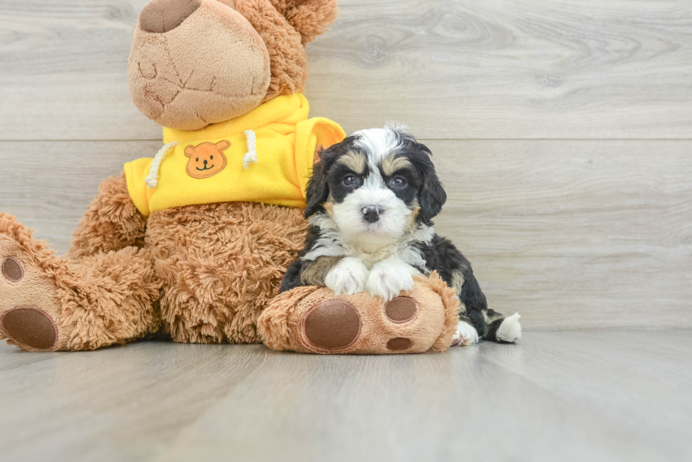 Hypoallergenic Mini Bernese Poodle Poodle Mix Puppy