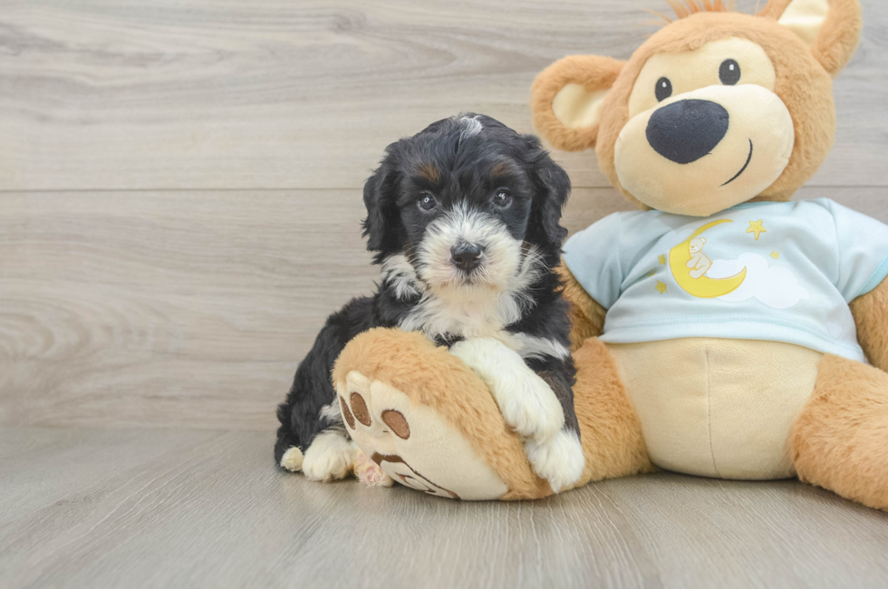 5 week old Mini Bernedoodle Puppy For Sale - Seaside Pups
