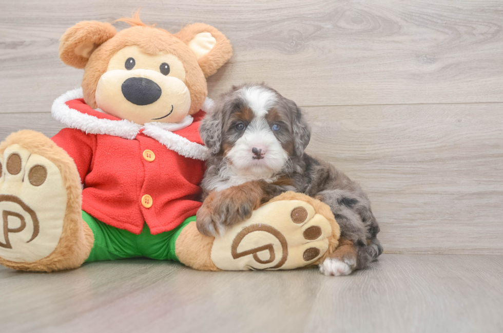 6 week old Mini Bernedoodle Puppy For Sale - Seaside Pups
