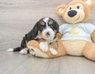 6 week old Mini Bernedoodle Puppy For Sale - Seaside Pups
