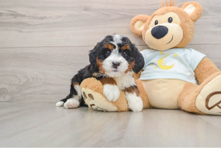 Energetic Mini Bernepoo Poodle Mix Puppy