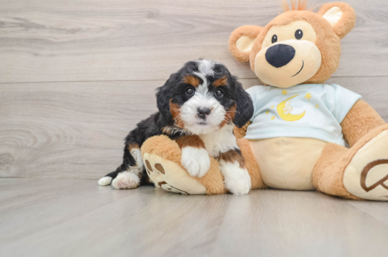 Energetic Mini Bernepoo Poodle Mix Puppy
