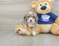 7 week old Mini Bernedoodle Puppy For Sale - Seaside Pups