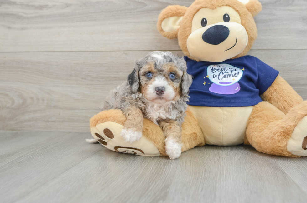 6 week old Mini Bernedoodle Puppy For Sale - Seaside Pups