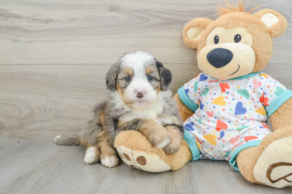 6 week old Mini Bernedoodle Puppy For Sale - Seaside Pups