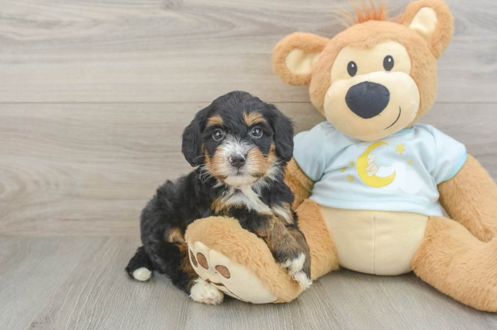 5 week old Mini Bernedoodle Puppy For Sale - Seaside Pups