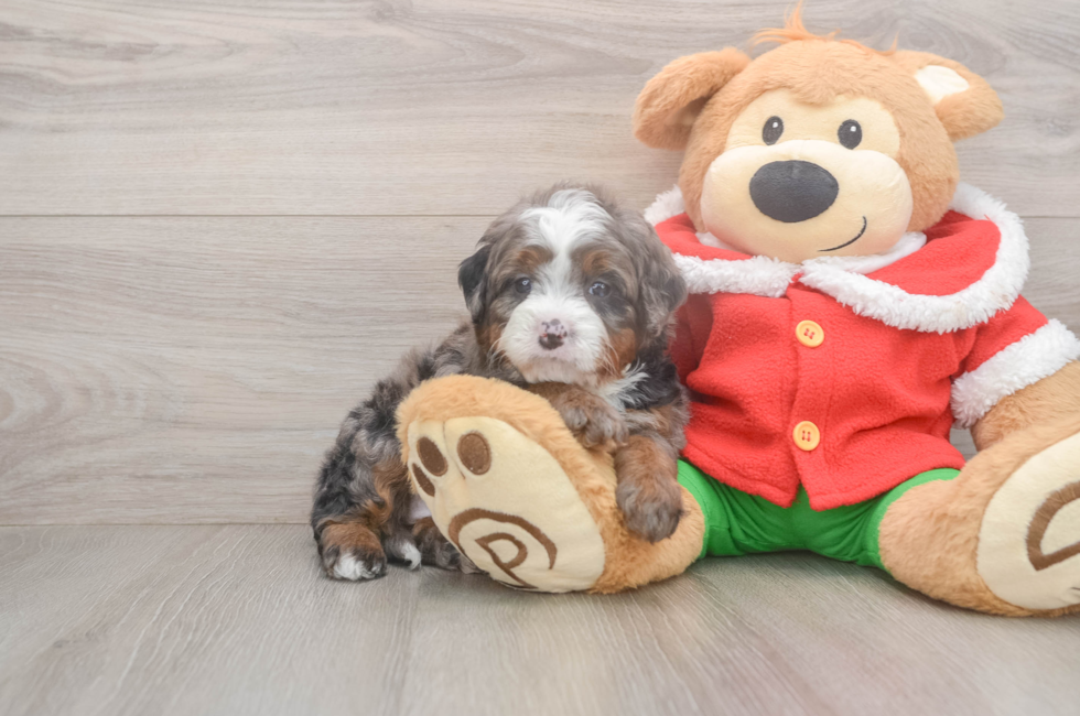 6 week old Mini Bernedoodle Puppy For Sale - Seaside Pups