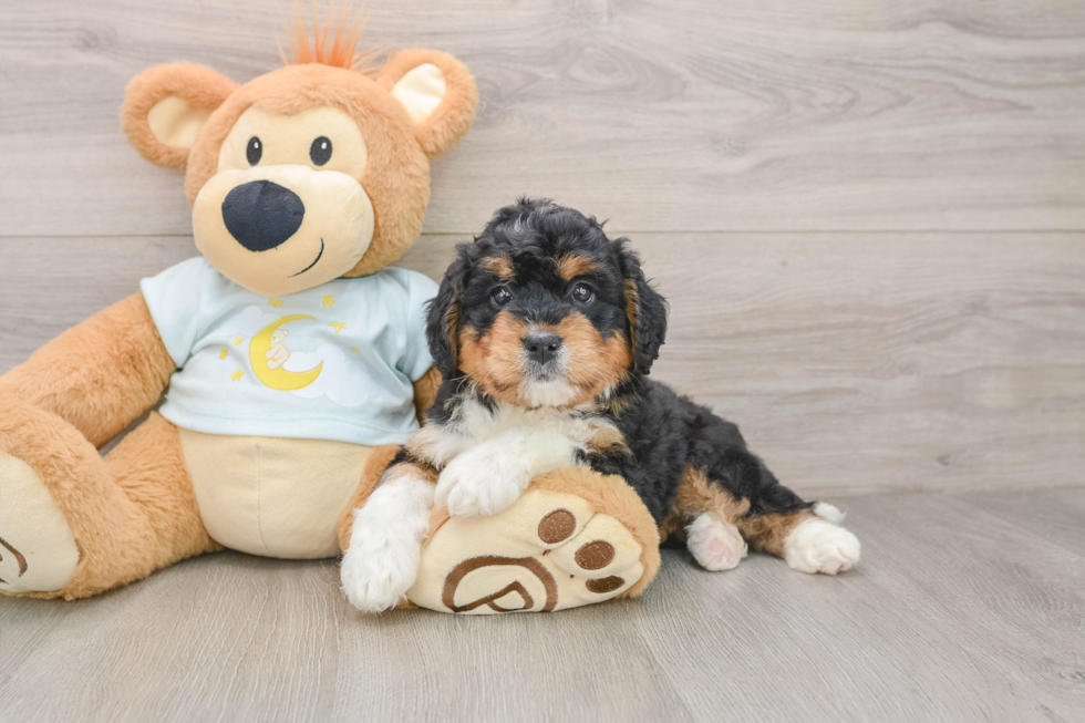 Mini Bernedoodle Pup Being Cute