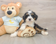 8 week old Mini Bernedoodle Puppy For Sale - Seaside Pups