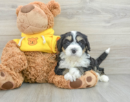 7 week old Mini Bernedoodle Puppy For Sale - Seaside Pups