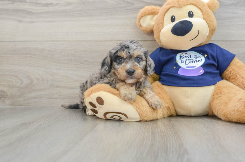 6 week old Mini Bernedoodle Puppy For Sale - Seaside Pups