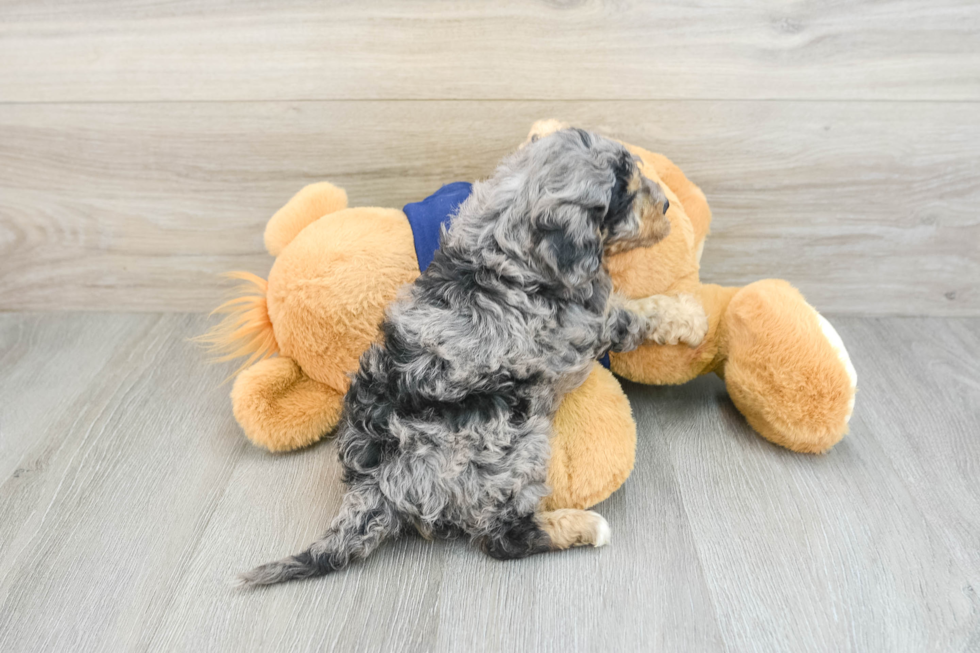 Best Mini Bernedoodle Baby