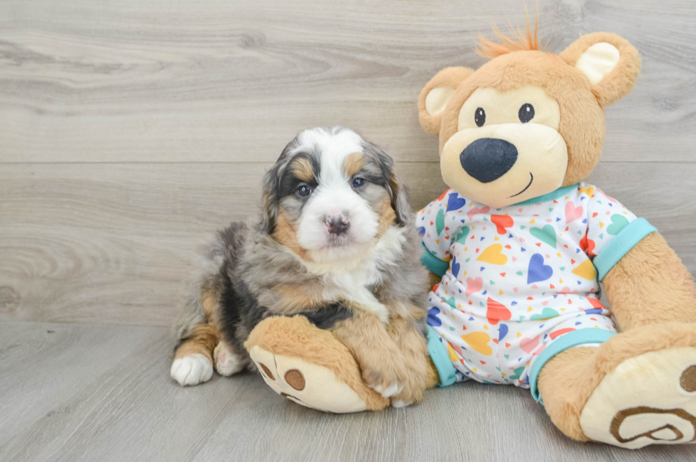 6 week old Mini Bernedoodle Puppy For Sale - Seaside Pups