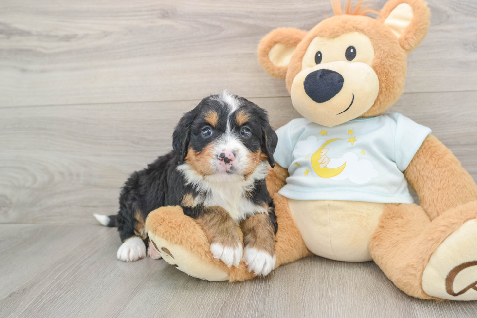 Mini Bernedoodle Puppy for Adoption