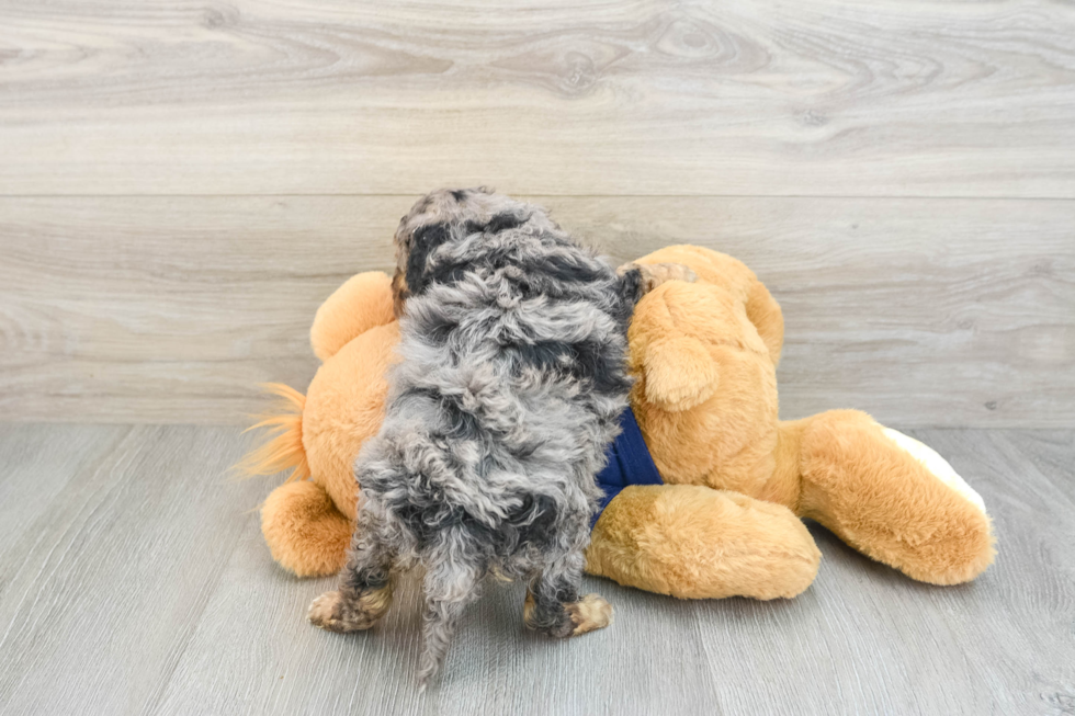 Adorable Mini Bernese Poodle Poodle Mix Puppy