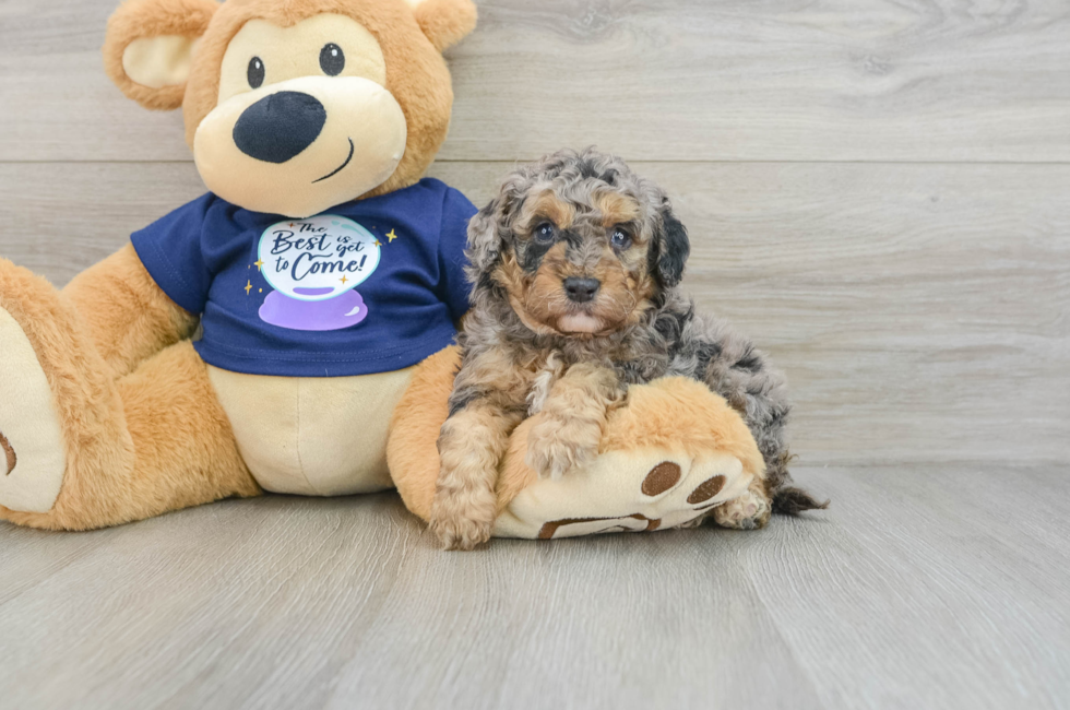 6 week old Mini Bernedoodle Puppy For Sale - Seaside Pups