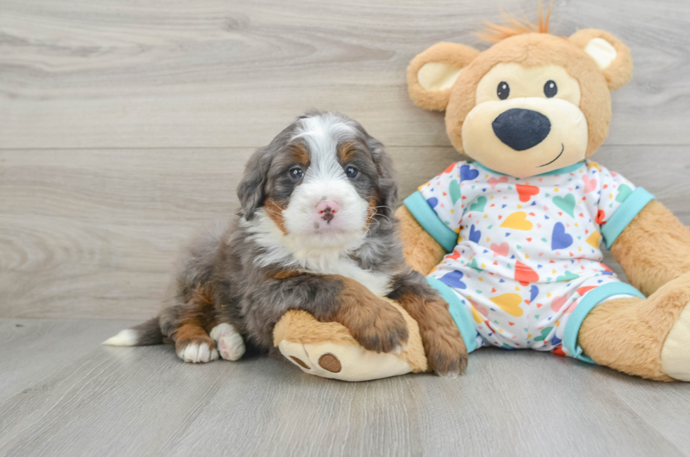 6 week old Mini Bernedoodle Puppy For Sale - Seaside Pups