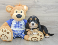 7 week old Mini Bernedoodle Puppy For Sale - Seaside Pups