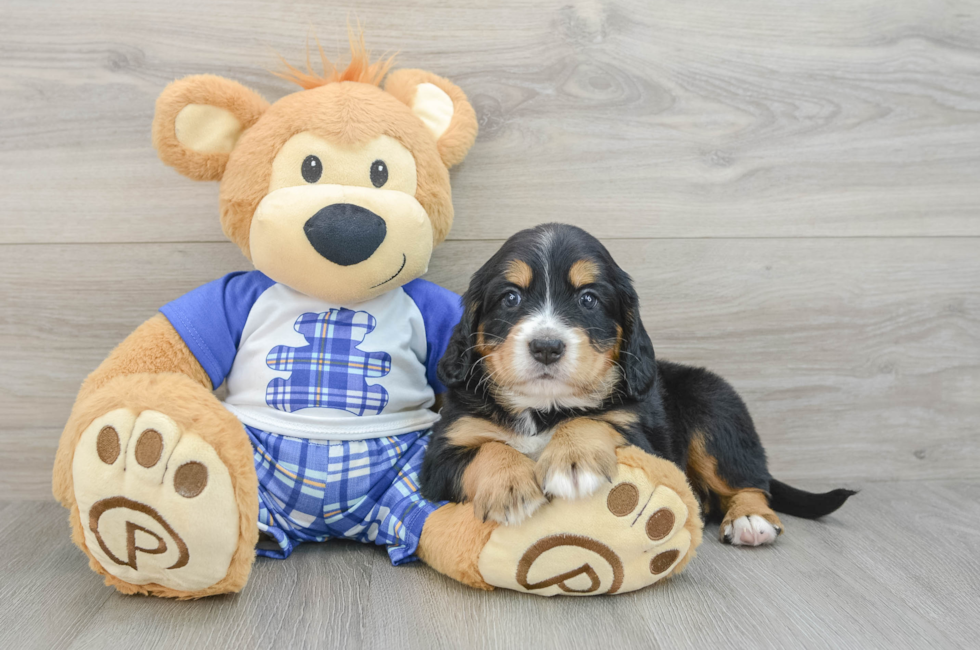 7 week old Mini Bernedoodle Puppy For Sale - Seaside Pups