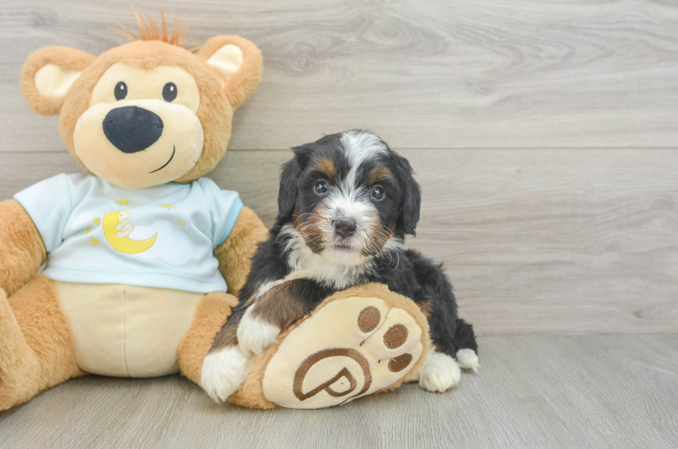 5 week old Mini Bernedoodle Puppy For Sale - Seaside Pups
