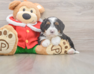 6 week old Mini Bernedoodle Puppy For Sale - Seaside Pups
