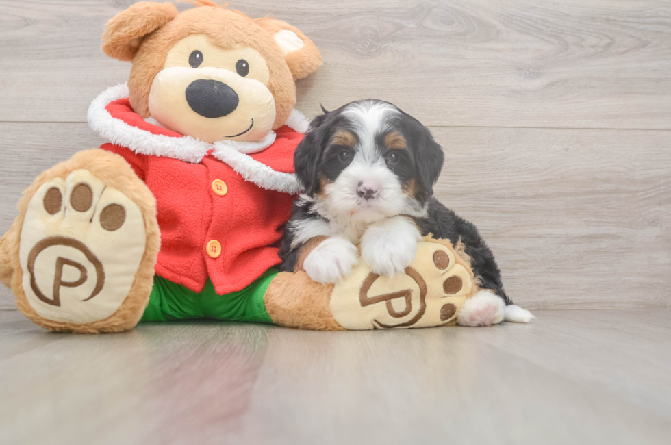6 week old Mini Bernedoodle Puppy For Sale - Seaside Pups