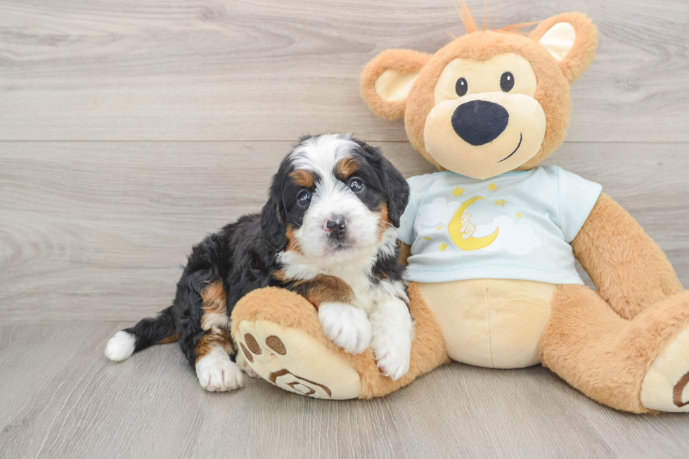 Best Mini Bernedoodle Baby