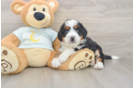 Mini Bernedoodle Puppy for Adoption
