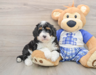 5 week old Mini Bernedoodle Puppy For Sale - Seaside Pups