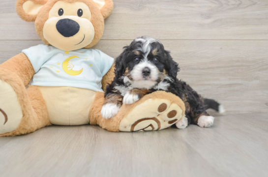 Happy Mini Bernedoodle Baby
