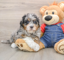 5 week old Mini Bernedoodle Puppy For Sale - Seaside Pups