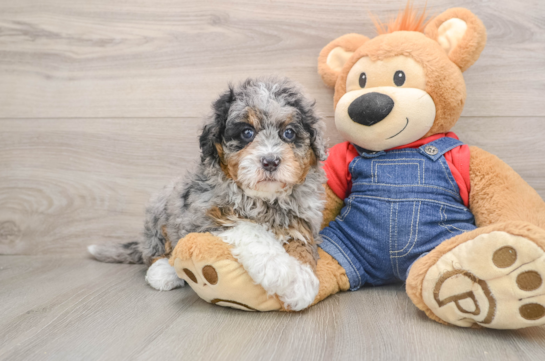ZEA, a Mini Bernedoodle littermate