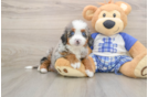 Mini Bernedoodle Pup Being Cute