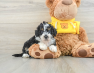 9 week old Mini Bernedoodle Puppy For Sale - Seaside Pups